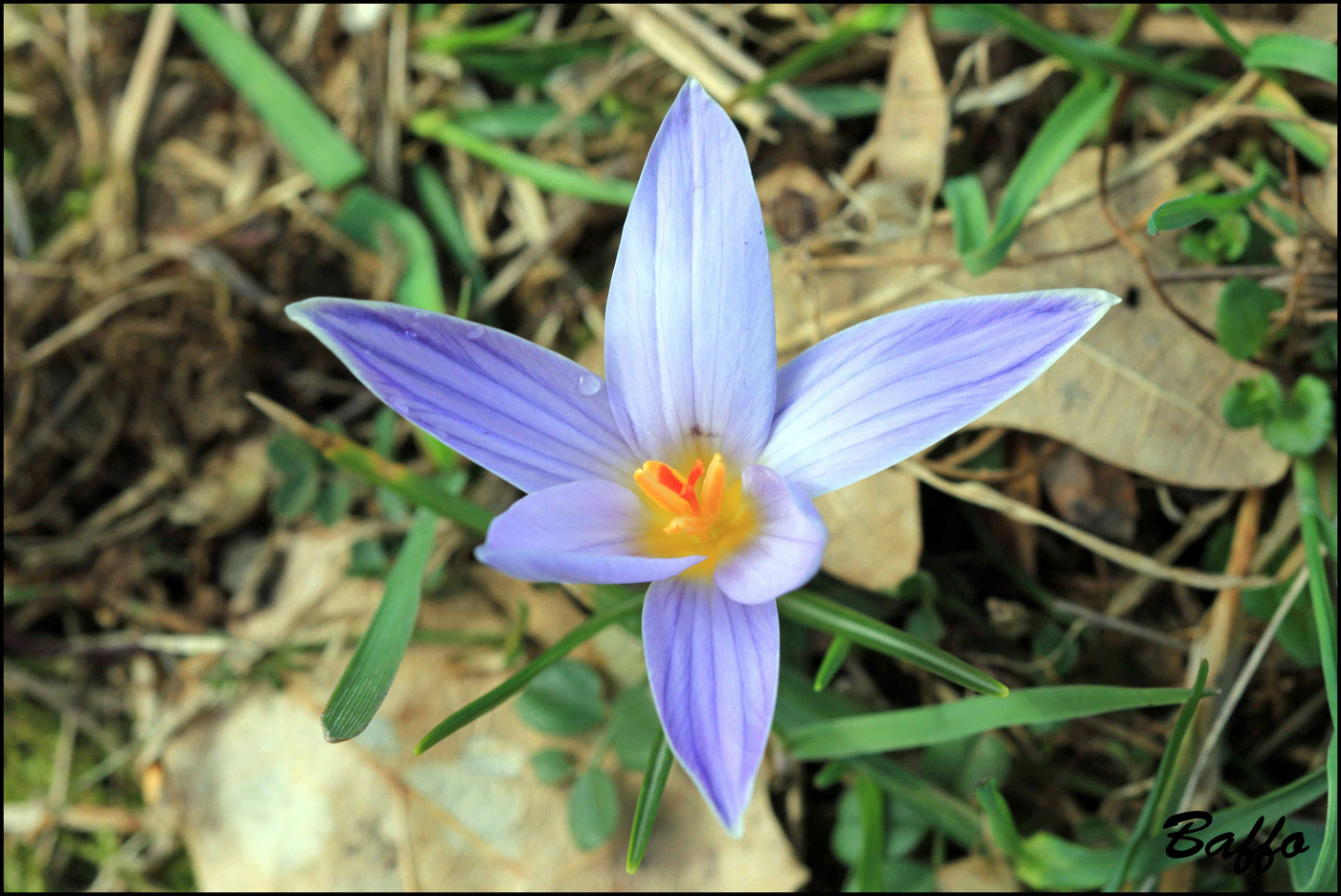 Crocus reticulatus / Zafferano triestino